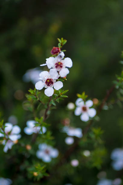 manuka (leptospermum scoparium) kwiaty drzewa herbacianego - manuka zdjęcia i obrazy z banku zdjęć