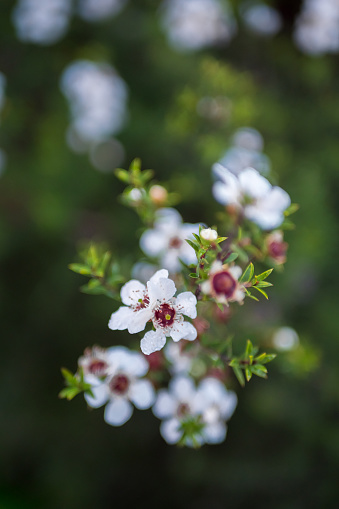 Manuka (Leptospermum scoparium) Tea Tree Flowers