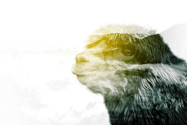 Double exposure of alpaca head with misty mountain background