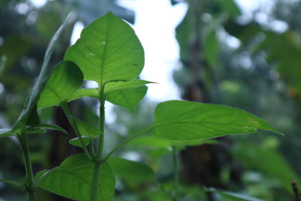 istock wild plants growing in the forest 1411929229