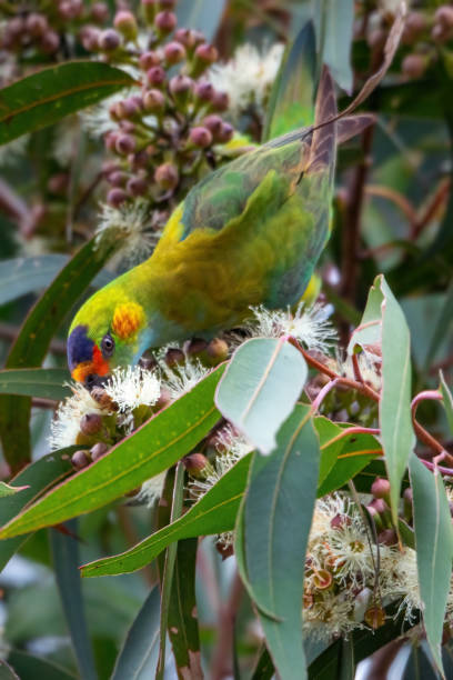 istock Purple-crowned Lorikeet (Glossopsitta porphyrocephala Psittacidae) 1411930127