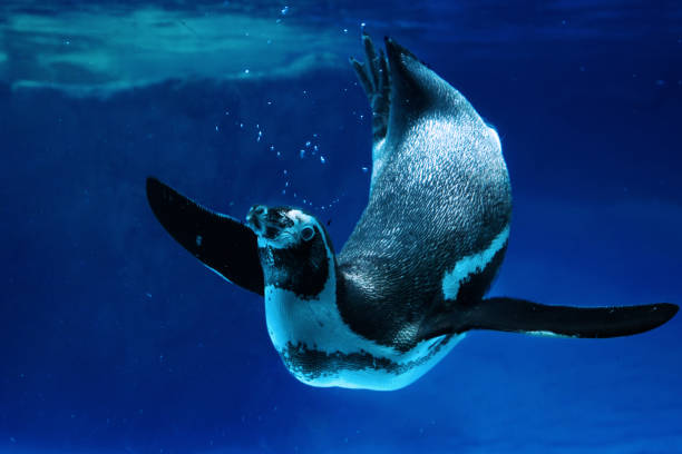 istock Penguin swimming in water 1411930813
