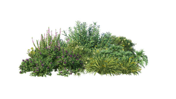 istock Shrubs and flowers on a white background 1411931186