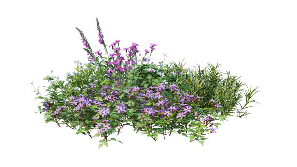 istock Shrubs and flowers on a white background 1411931196