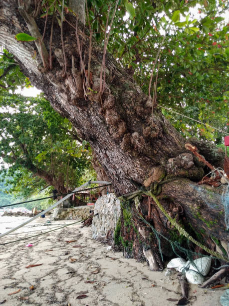 a big tree (but slanting) on the beach. - uprooted vertical leaf root imagens e fotografias de stock