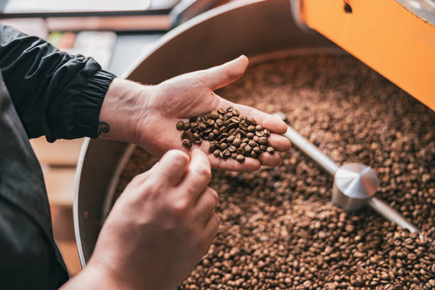 Male master checks the quality of roasting coffee beans on small factory. Close-up stock photo