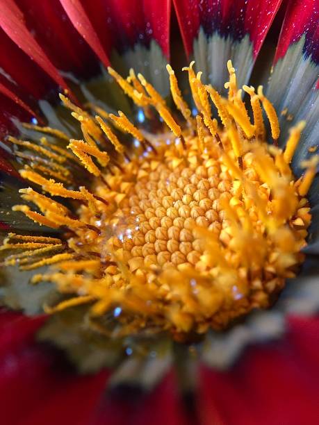 flower close-up