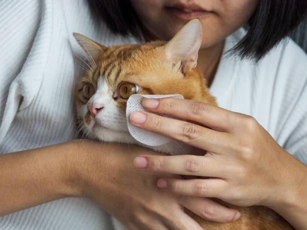 건강한 고양이 눈 면봉으로 고양이의 눈을 깨끗이 닦으십시오. - doctor pets portrait animal hospital 뉴스 사진 이미지