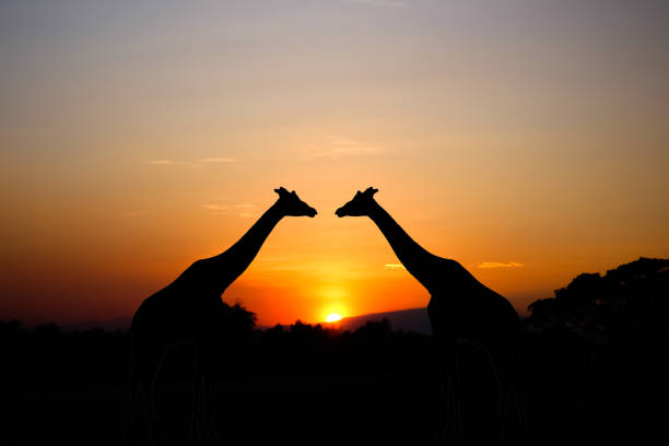 Sunset mountain view on romantic sky  background with two silhouette of giraffe and tree