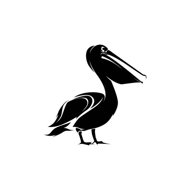 Pelican Bird Logo Template Design Vector Pelican Bird Logo Template Design Vector pelican stock illustrations