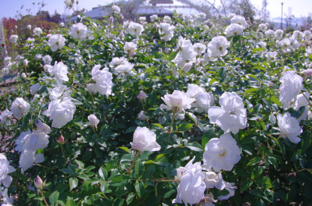 istock Beautiful white roses. 1411936777