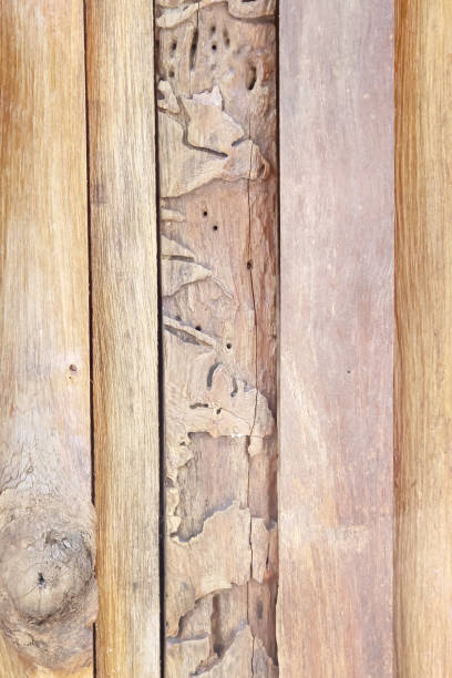istock Old wood brown texture nature patterns on background 1411937870