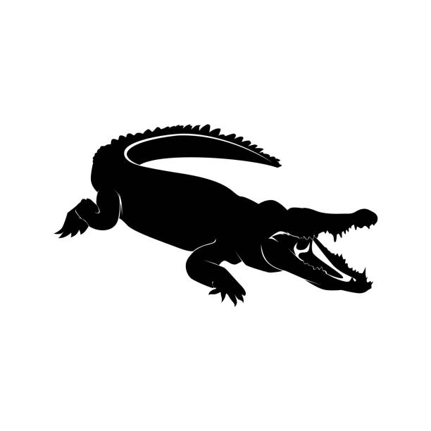 krokodil logo vorlage design vektor - alligator stock-grafiken, -clipart, -cartoons und -symbole