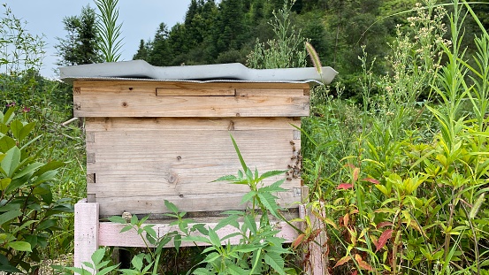 Farming bees in the countryside