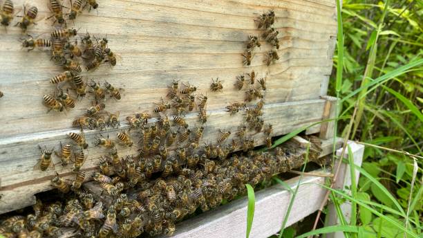 istock Farm artificial breeding, bees in a honeycomb 1411938264