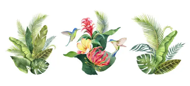 Vector illustration of Watercolor vector set with tropical leaves, flowers and hummingbirds isolated on white background.