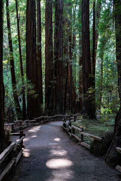 istock Exploring Muir Woods National Monument in California 1411940583