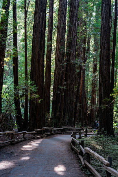 istock Muir Woods National Monument in California 1411940584