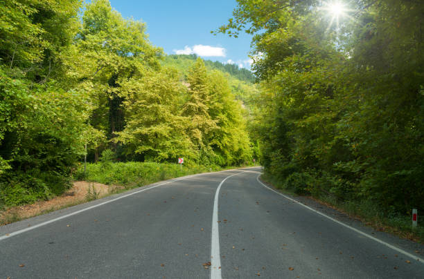 istock Road in forest on sunny day. 1411940995