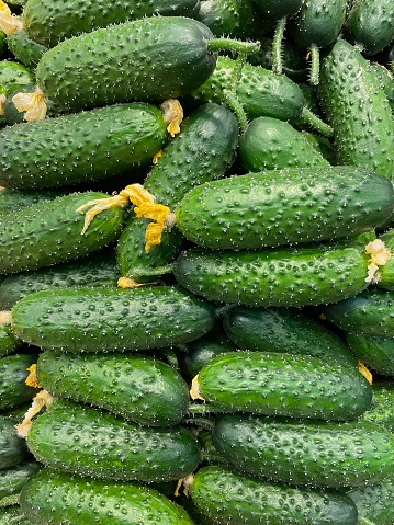 Abstract background with cucumbers. Vegetable background