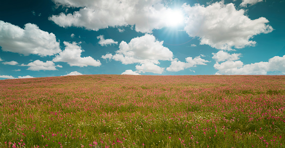Pink meadow flowers growing in the fields. Wonderful spring weather and sky. Botany, environment and photo tourism concept