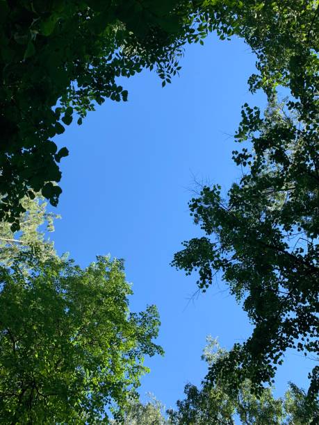 istock Stunning tree crown against the clear sky in a sunny summer day from the low angle view 1411942348