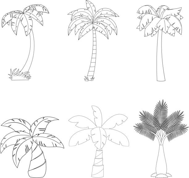 illustrazioni stock, clip art, cartoni animati e icone di tendenza di cartone animato delineato diverso palma tropicale. set di collezioni vettoriali disegnate a mano - 2649