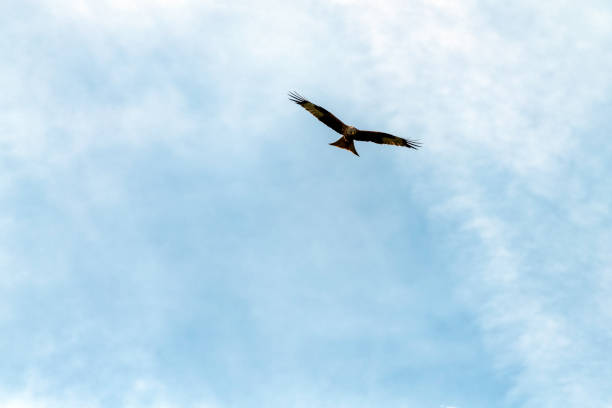 istock Flying red kite (Milvus milvus) on British sky 1411944518
