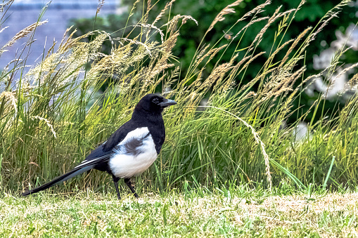 Pica pica known as Eurasian, European or common magpie in British park - Dover, Kent, United Kingdom