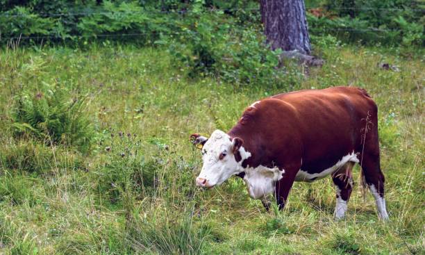 istock One cow grazing in nature 1411944901
