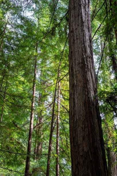istock Exploring Muir Woods National Monument in California 1411945697