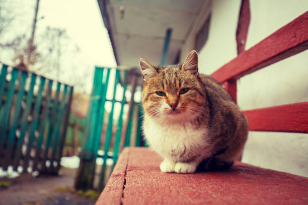 The cat sits on a bench in the yard