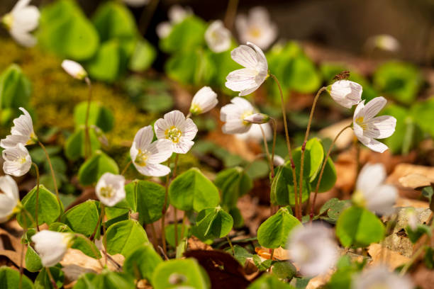 Blooming wood sorrel (Oxalis acetosella) Cluster of flowering wood sorrel (Oxalis acetosella) with typical trifoliate clover-like leaves. wood sorrel stock pictures, royalty-free photos & images