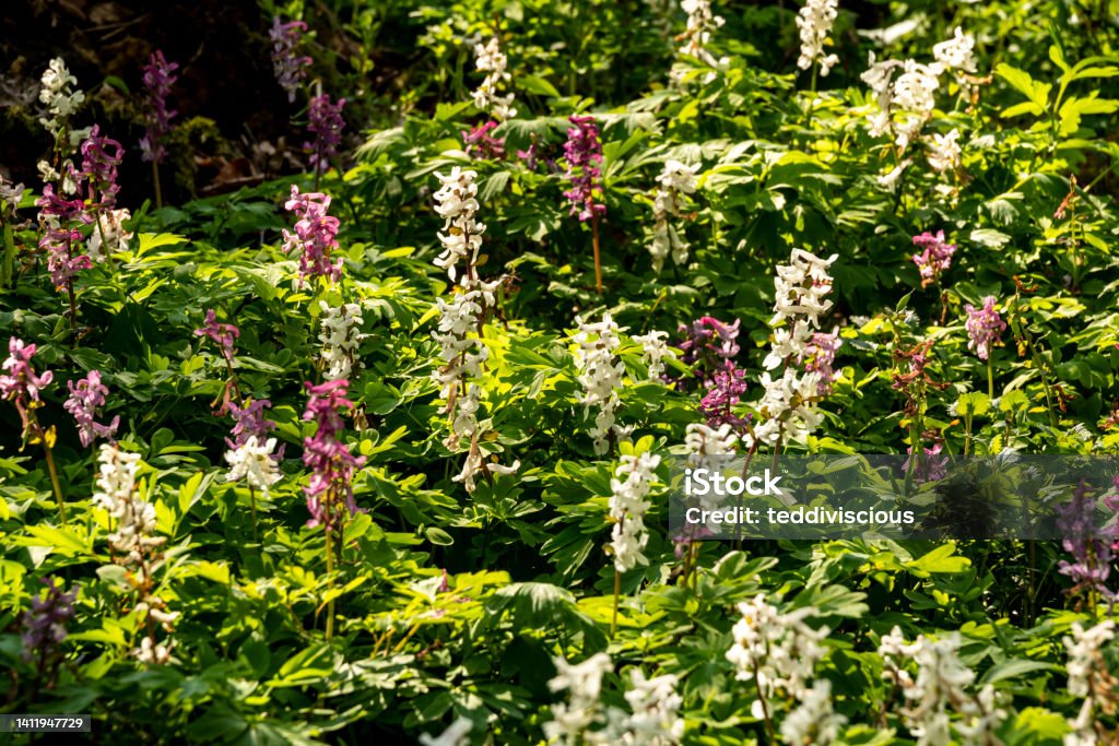 Cluster of blooming hollow larkspur (Corydalis cava) Full frame shot of a cluster of purple and white flowering hollow larkspur (Corydalis cava) in a spring forest, a beautiful natural background Backgrounds Stock Photo