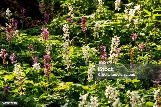 Cluster Of Blooming Hollow Larkspur Stock Photo - Download Image Now