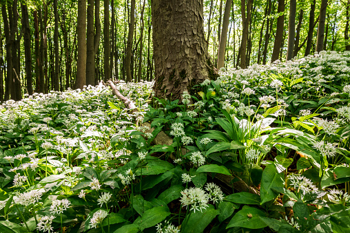 Close-up image of a field of flowering wild garlic or ramsons (Allium ursinum) growing around the tree trunks in a spring forest, Ith, Weserbergland, Germany