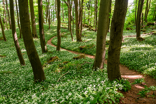 Picturesque winding hiking path amidst flowering ramsons (wild garlic) in a tranquil springtime forest, Ith-Hils-Weg, Ith, Weserbergland, Germany