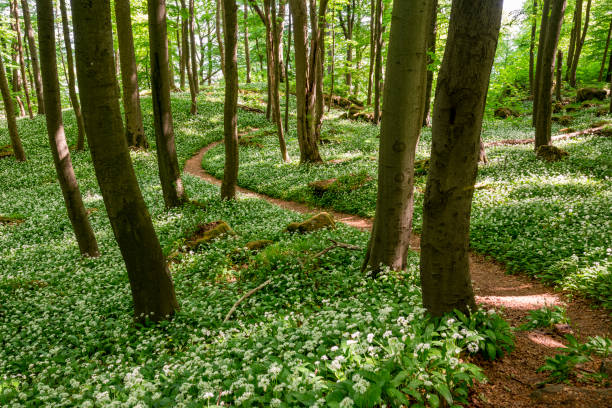 Forest footpath lined by blooming ramsons (wild garlic), Ith, Germany Picturesque winding hiking path amidst flowering ramsons (wild garlic) in a tranquil springtime forest, Ith-Hils-Weg, Ith, Weserbergland, Germany ramson stock pictures, royalty-free photos & images