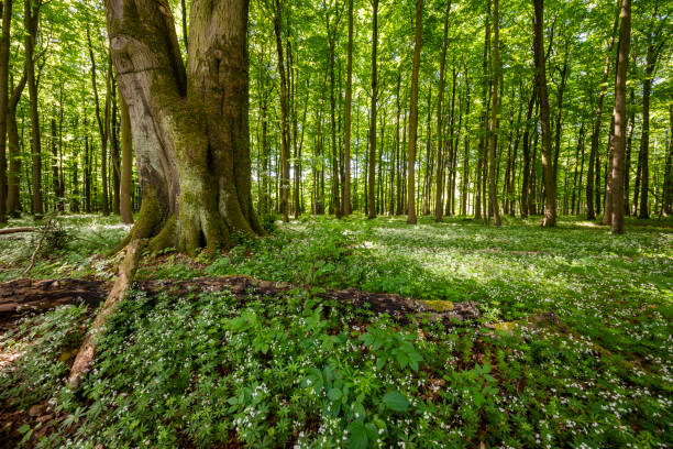 Beech tree amidst blooming sweet woodruff (Galium odoratum)