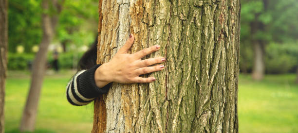 istock Hand of woman hugging tree trunk in forest. Protecting tree for environmental conservation 1411950458