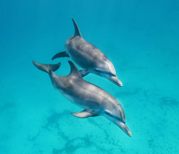 istock Beautiful Bahamas underwater pictures 1411950486