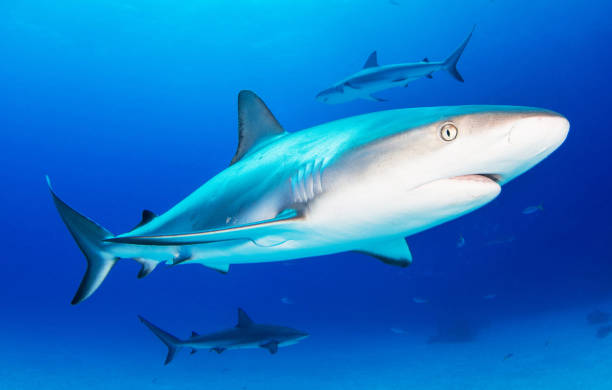 istock Beautiful Bahamas underwater pictures 1411950493
