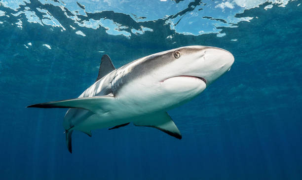 istock Beautiful Bahamas underwater pictures 1411950512