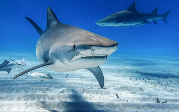 istock Beautiful Bahamas underwater pictures 1411950538