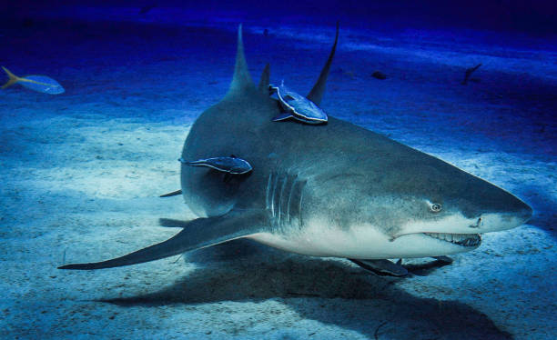 istock Beautiful Bahamas underwater pictures 1411951169