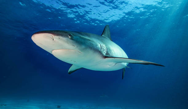 istock Beautiful Bahamas underwater pictures 1411951173