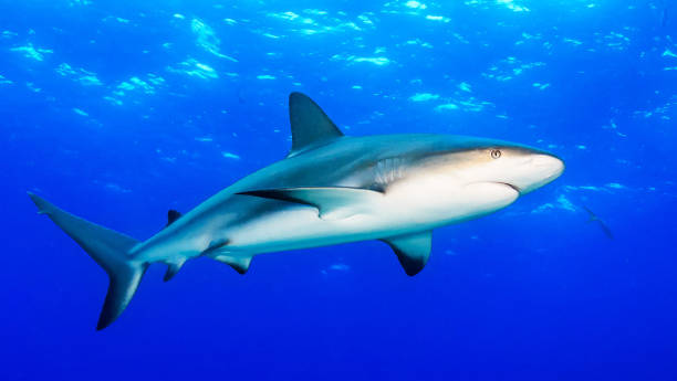 istock Beautiful Bahamas underwater pictures 1411951533