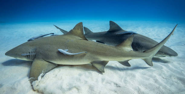 istock Beautiful Bahamas underwater pictures 1411951665