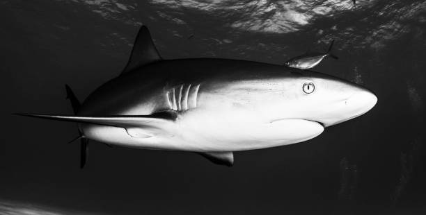 istock Beautiful Bahamas underwater pictures 1411951683