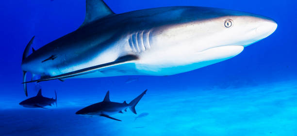 istock Beautiful Bahamas underwater pictures 1411951688
